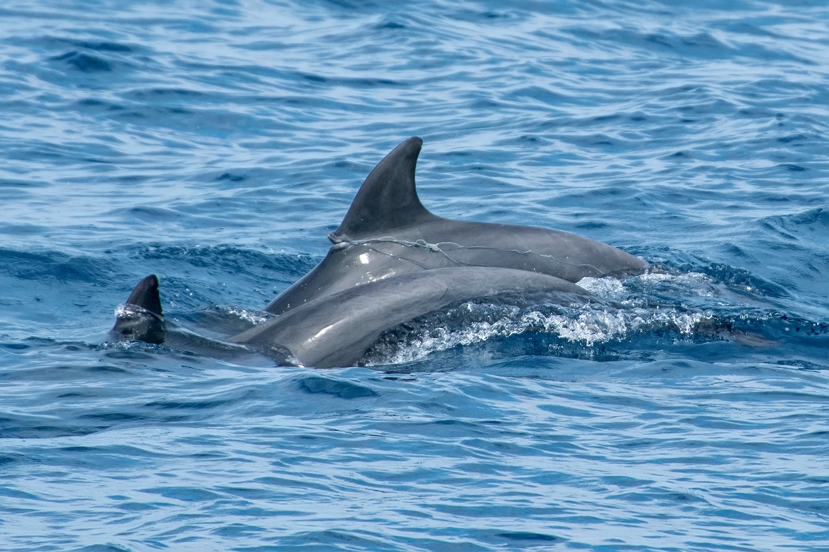 Na foto, é possível ver um golfinho ferido e preso a uma rede de pesca: essa é uma das grandes ameaças antrópicas a esses animais