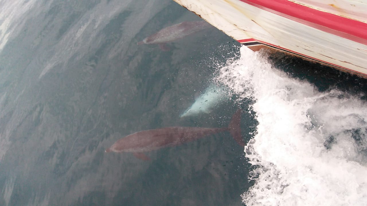 Na imagem é possível ver dois exemplares do golfinho-pintado-do-atlântico (Stenella frontalis)
