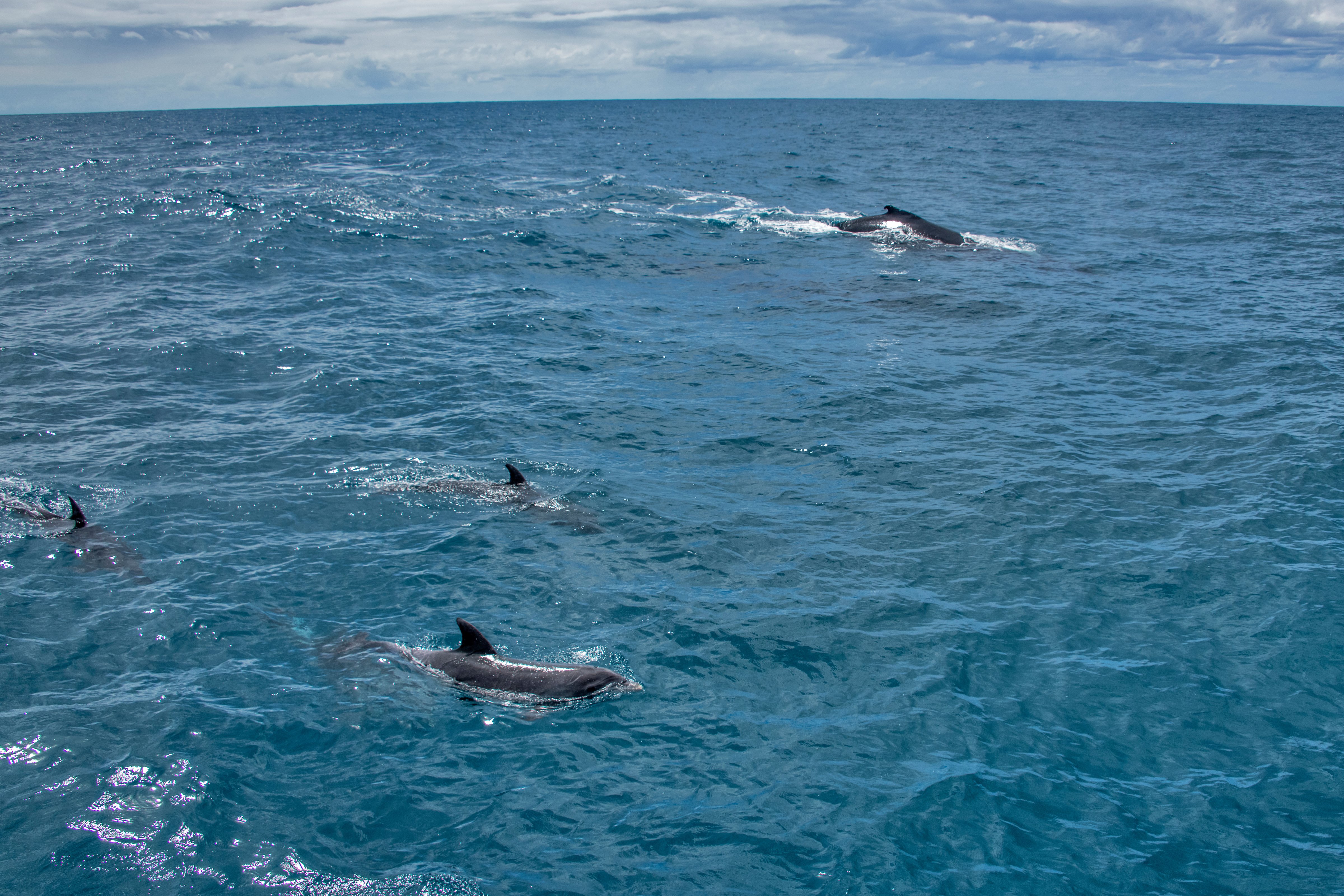 Três golfinhos nadam a poucos metros de uma baleia Jubarte, no litoral do Espírito Santo