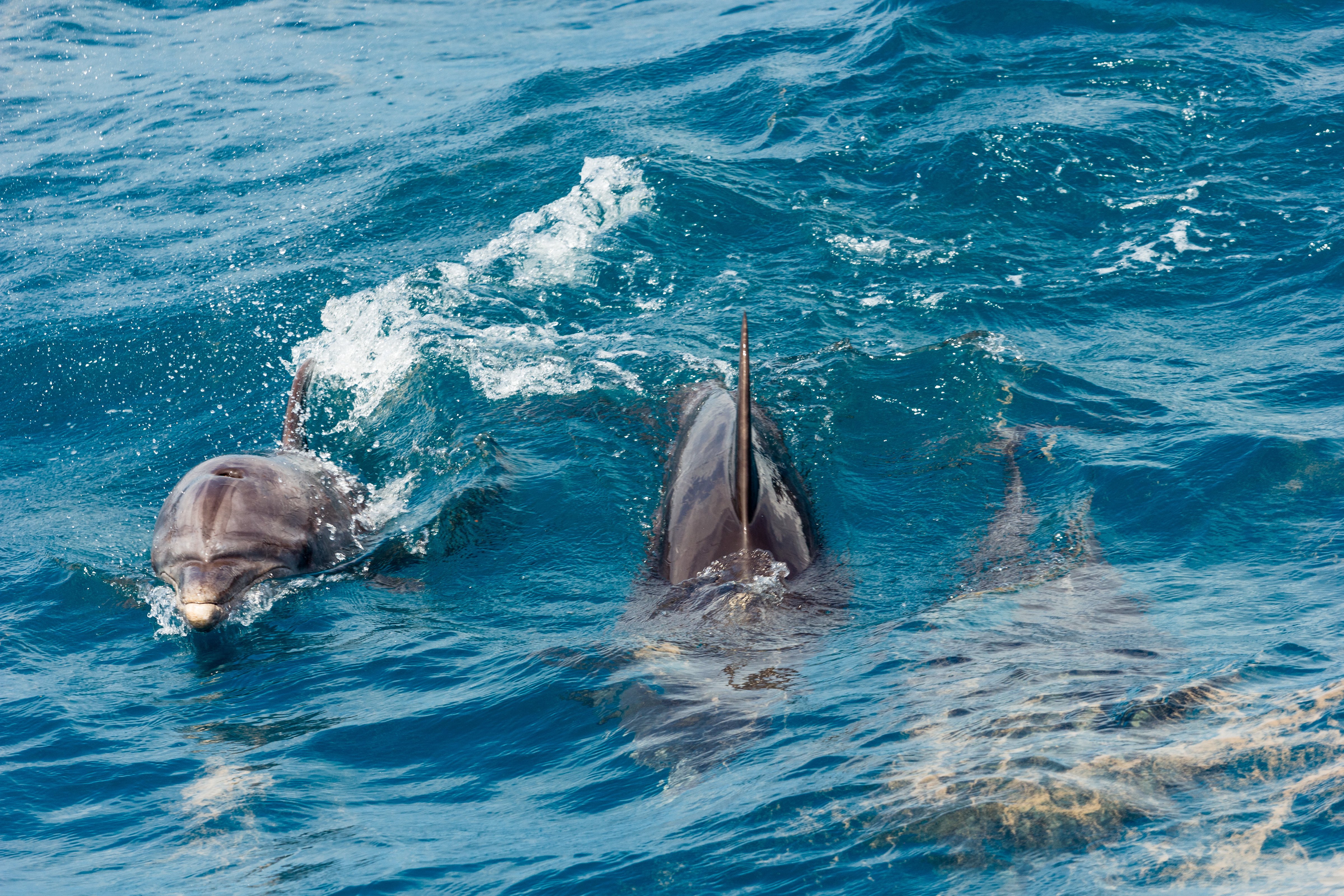 Três golfinhos parecem nadar na nossa direção