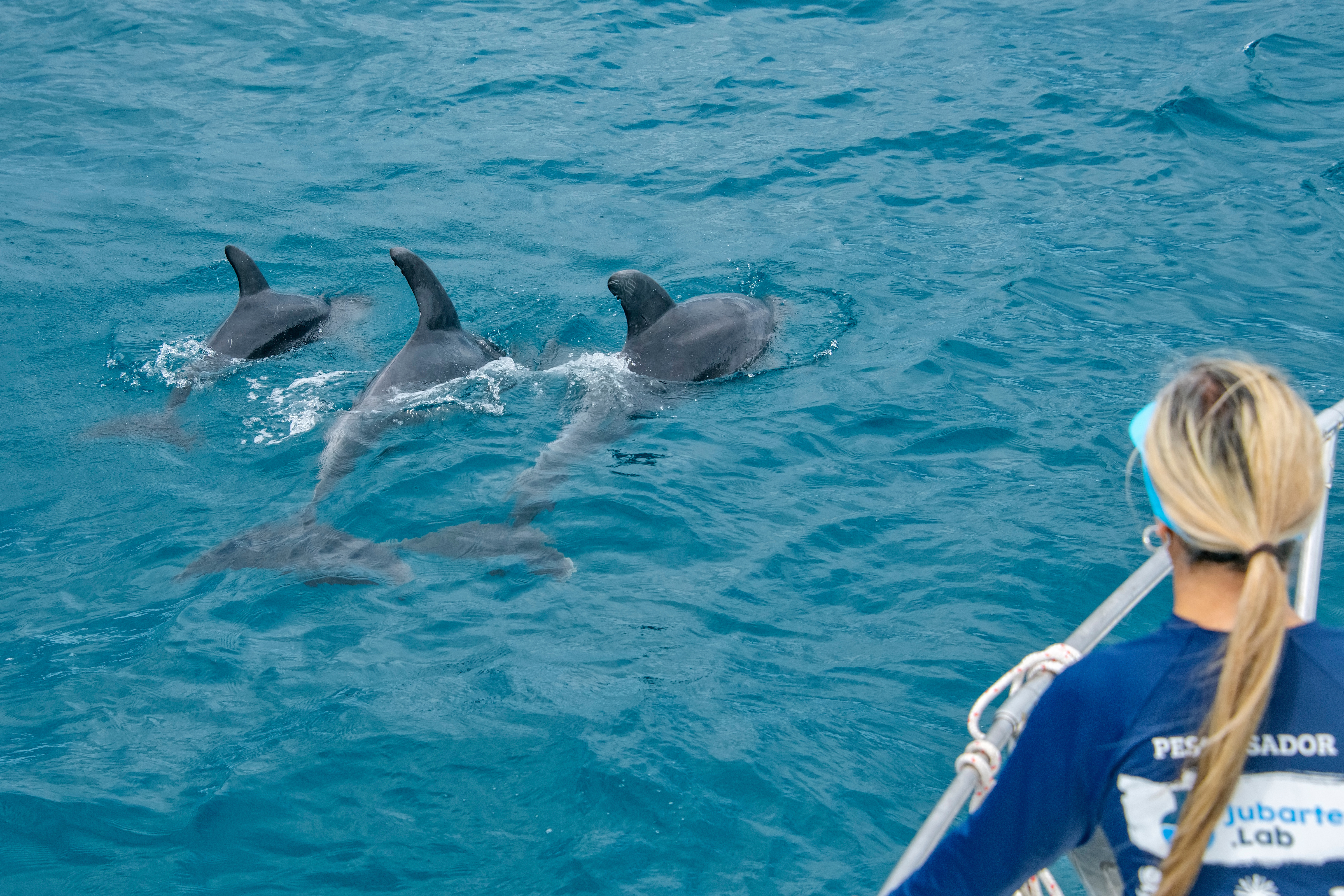 Trio de golfinhos nadou pertinho de expedição de pesquisadores capixabas 