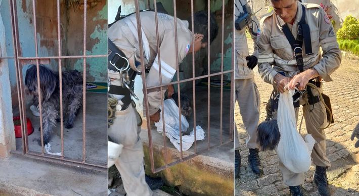 Animal resgatado no final da manhã desta sexta-feira (11) e entregue à solicitante da ocorrência. Para chegar ao local, a equipe realizou rapel – técnica vertical praticada com uso de cordas e equipamentos adequados – em percurso de 30 metros