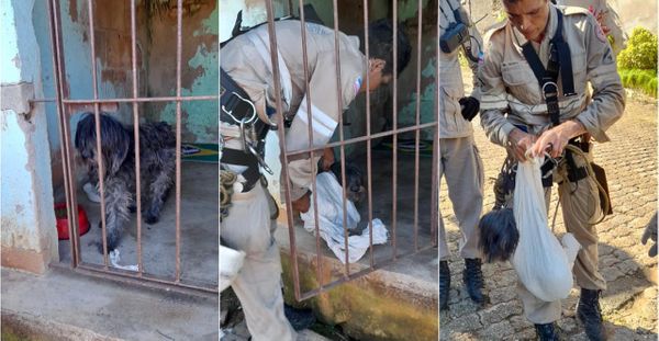 Bombeiros usaram técnica de rapel para resgatar cão em Vila Velha
