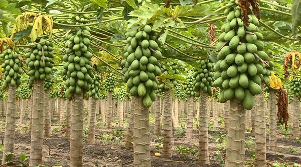 Orgulho da Terra: produção de mamão papaia em Linhares