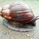 Imagem - Moluscos que transmitem doenças são vistos na Praia de Camburi