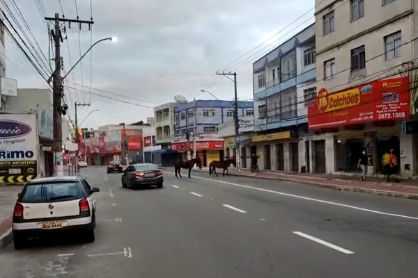Cavalos soltos na pista levam perigo a motoristas e ciclistas em Vila Velha