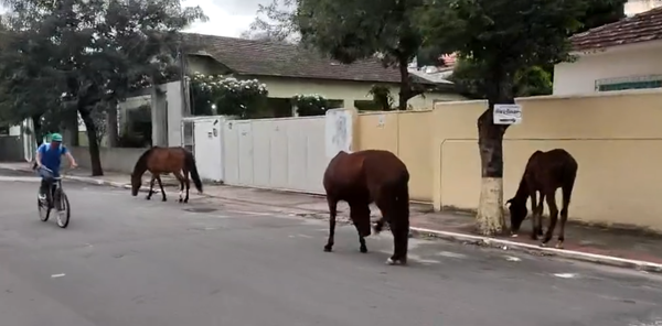 Cavalos soltos na pista levam perigo a motoristas e ciclistas em Vila Velha