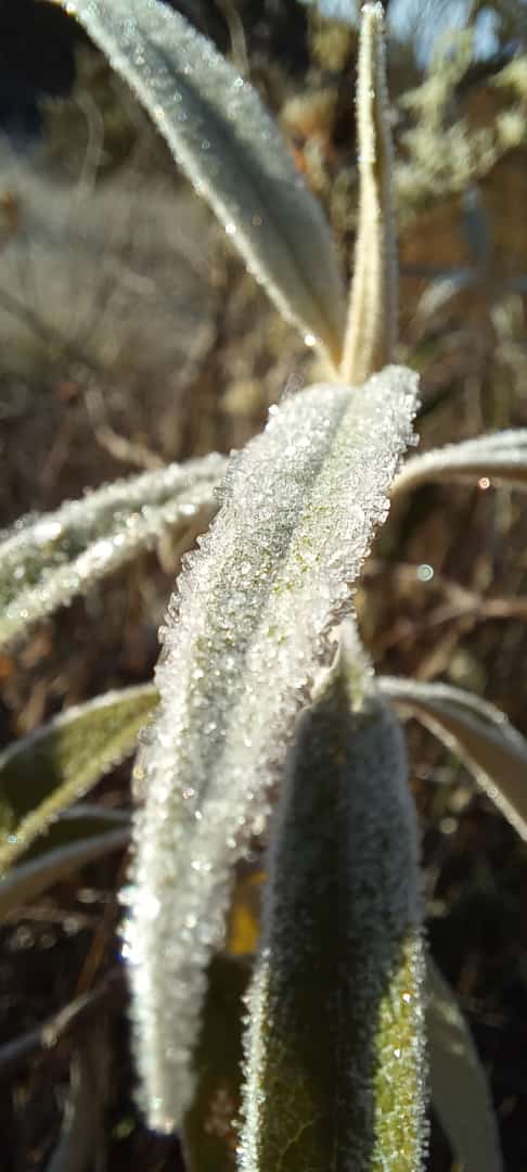 Frio muda cenário e "congela" Caparaó Capixaba por Ivan Souza
