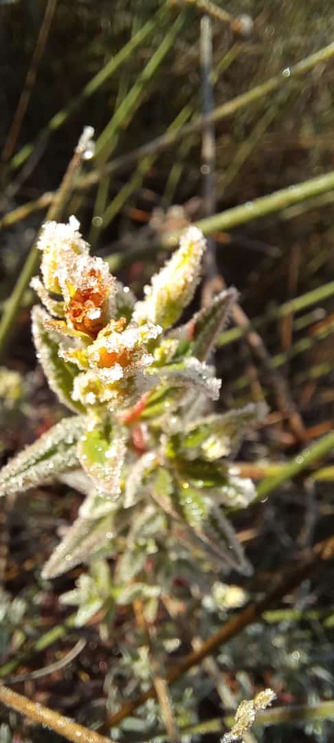 Frio muda cenário e "congela" Caparaó Capixaba por Ivan Souza