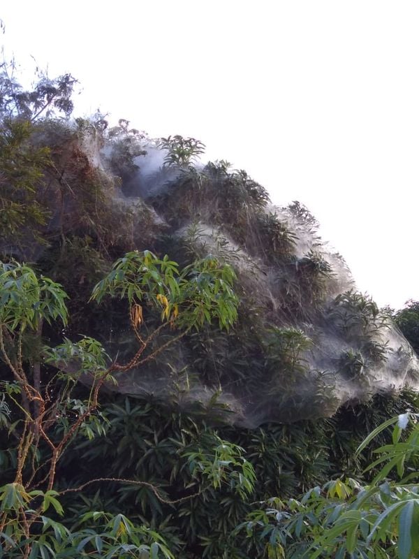 Teia de aranha chama a atenção em cidade do ES