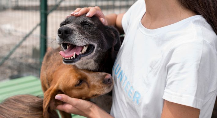 A adoção do pet exige responsabilidade e consciência, e não deve ser feita por impulso