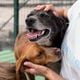 Imagem - Quer adotar um animal de estimação? Veja dicas importantes antes da decisão
