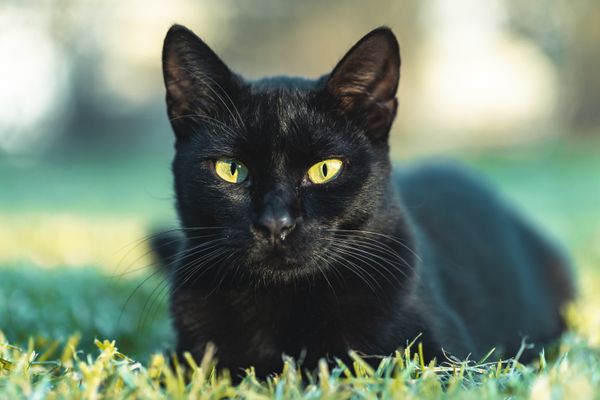 gato preto