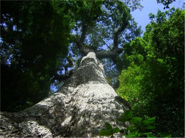 Parque Estadual Mata das Flores por Reprodução/IEMA ES