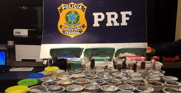 PRF prende traficante internacional russo de animais silvestres no RJ