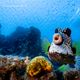 Imagem - Concurso vai eleger as fotos de animais mais engraçadas de 2021
