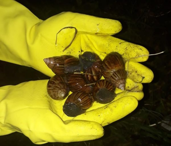 Caramujos africanos são recolhidos em Itapemirim