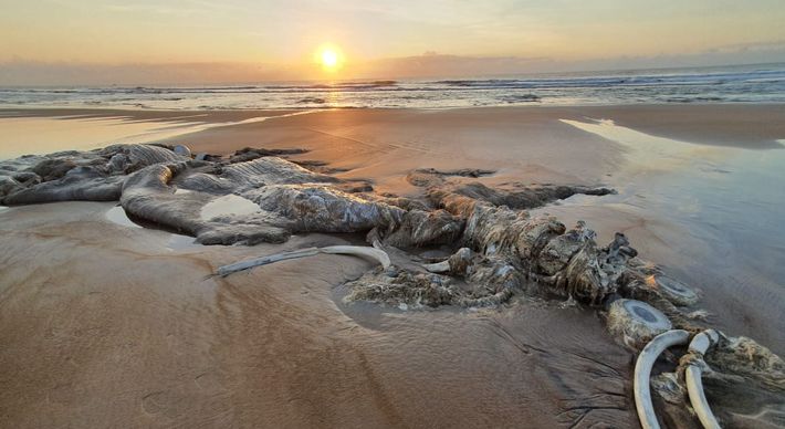Registros do animal foram feitos na manhã desta quarta-feira (23) no balneário de Guriri, na Região Norte do Espírito Santo