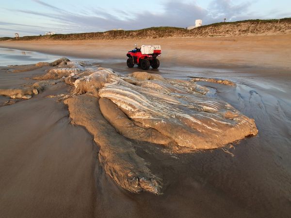 Esqueleto de baleia é encontrado na praia de Guriri por André Nogueira do Nascimento