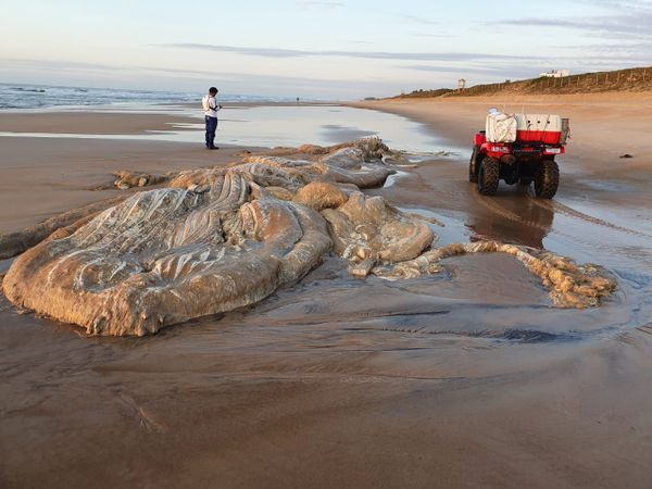 Esqueleto de baleia é encontrado na praia de Guriri por André Nogueira do Nascimento