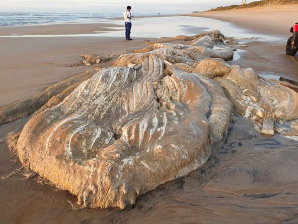 Esqueleto de baleia é encontrado na praia de Guriri por André Nogueira do Nascimento