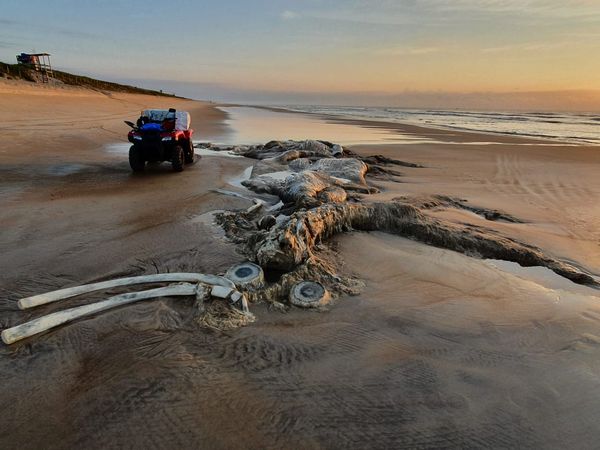 Esqueleto de baleia é encontrado na praia de Guriri por André Nogueira do Nascimento