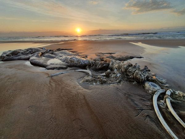 Esqueleto de baleia é encontrado na praia de Guriri por André Nogueira do Nascimento