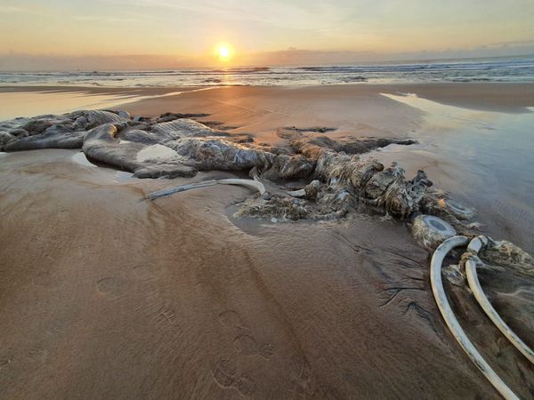 Esqueleto de baleia é encontrado na praia de Guriri
