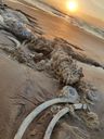 Esqueleto de baleia é encontrado na praia de Guriri(André Nogueira do Nascimento)
