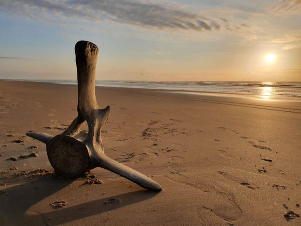 Esqueleto de baleia é encontrado na praia de Guriri por André Nogueira do Nascimento