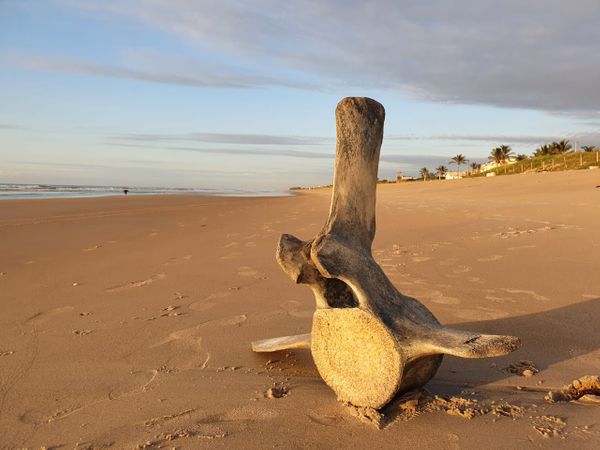 Esqueleto de baleia é encontrado na praia de Guriri por André Nogueira do Nascimento