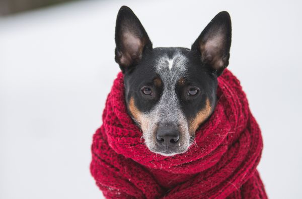 Pet também sente frio?