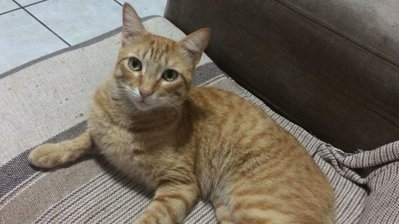 A Gazeta | Vídeo: homem mata gato com pedrada na Serra