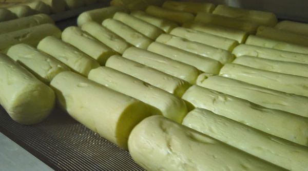 Produção de queijo é destaque na agroindústria de Linhares