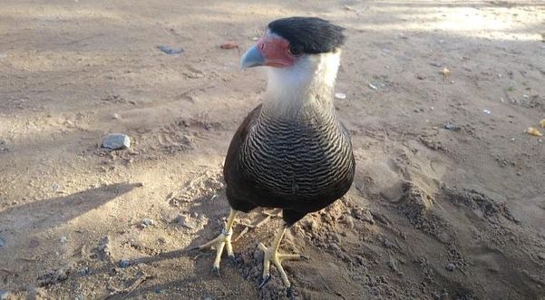 Carcará resgatado pela polícia