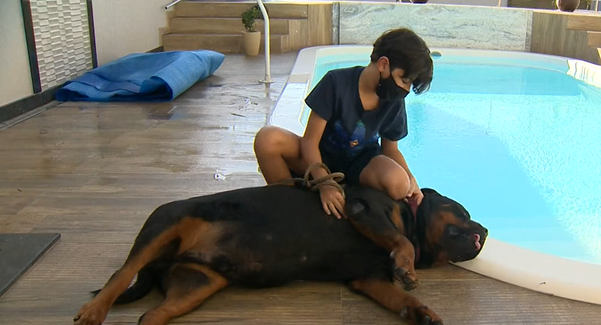 Um menino de 11 anos foi herói e salvou o rotwailer da família que caiu na piscina enquanto tentava pegar uma bolinha