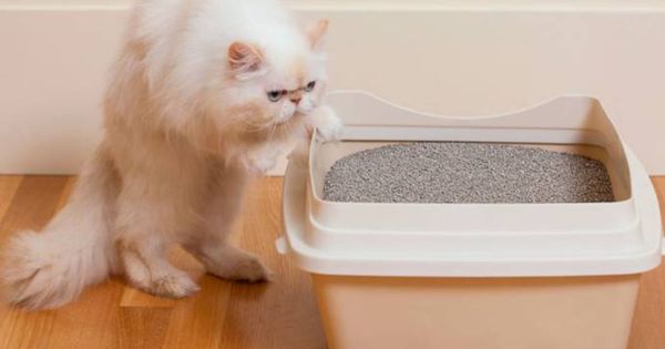 Areia para gato: qual é a melhor opção?