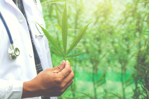 Projeto na Câmara dos Deputados busca permitir atividades como o cultivo, a pesquisa e comercialização de produtos à base Cannabis