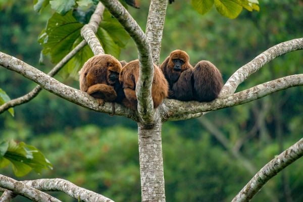 Água, plantas e animais: riquezas naturais do Corredor Ecológico entre o Parque de Pedra Azul ao Parque de Forno Grande  por Leonardo Merçon