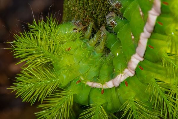 Água, plantas e animais: riquezas naturais do Corredor Ecológico entre o Parque de Pedra Azul ao Parque de Forno Grande  por Leonardo Merçon