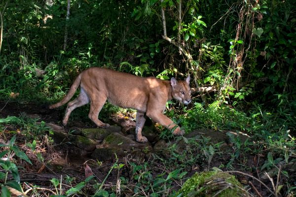 Água, plantas e animais: riquezas naturais do Corredor Ecológico entre o Parque de Pedra Azul ao Parque de Forno Grande  por Leonardo Merçon