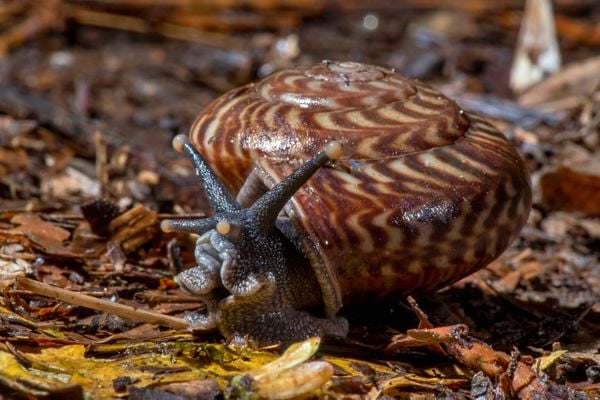 Água, plantas e animais: riquezas naturais do Corredor Ecológico entre o Parque de Pedra Azul ao Parque de Forno Grande  por Leonardo Merçon