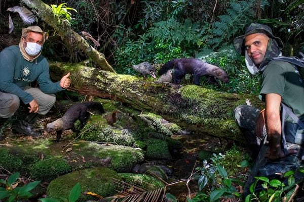 Água, plantas e animais: riquezas naturais do Corredor Ecológico entre o Parque de Pedra Azul ao Parque de Forno Grande  por Leonardo Merçon