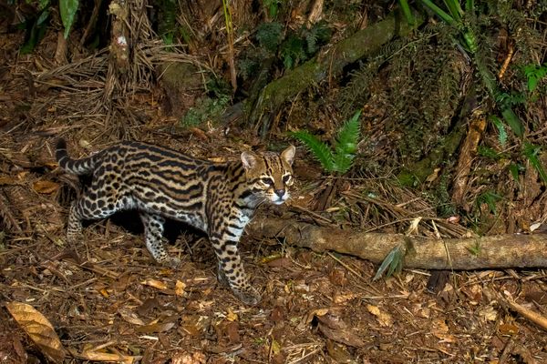 Água, plantas e animais: riquezas naturais do Corredor Ecológico entre o Parque de Pedra Azul ao Parque de Forno Grande  por Leonardo Merçon