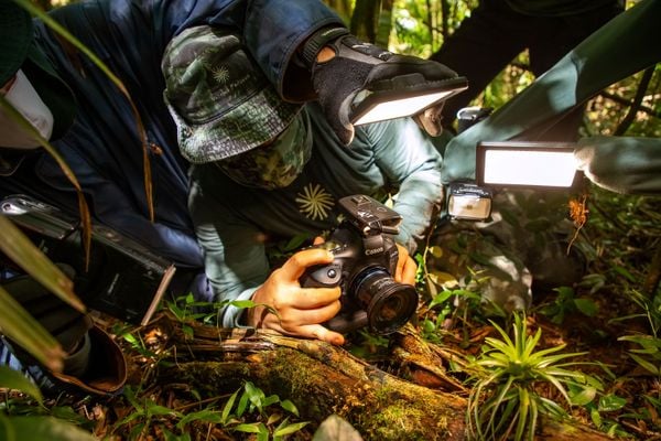 Água, plantas e animais: riquezas naturais do Corredor Ecológico entre o Parque de Pedra Azul ao Parque de Forno Grande  por Augusto Gomes 