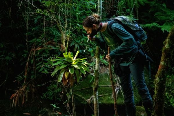 Água, plantas e animais: riquezas naturais do Corredor Ecológico entre o Parque de Pedra Azul ao Parque de Forno Grande  por Augusto Gomes 