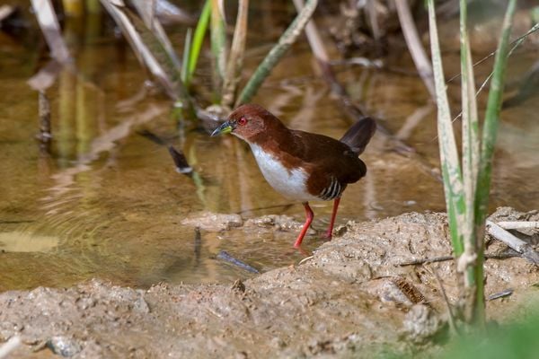 Água, plantas e animais: riquezas naturais do Corredor Ecológico entre o Parque de Pedra Azul ao Parque de Forno Grande por Leonardo Merçon