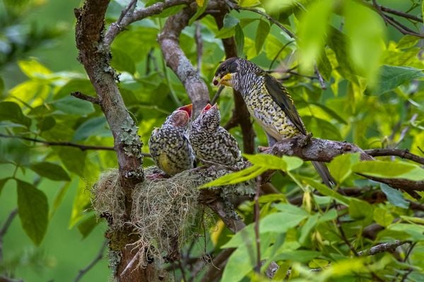 Água, plantas e animais: riquezas naturais do Corredor Ecológico entre o Parque de Pedra Azul ao Parque de Forno Grande por Leonardo Merçon