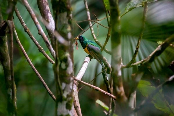 Água, plantas e animais: riquezas naturais do Corredor Ecológico entre o Parque de Pedra Azul ao Parque de Forno Grande por Leonardo Merçon