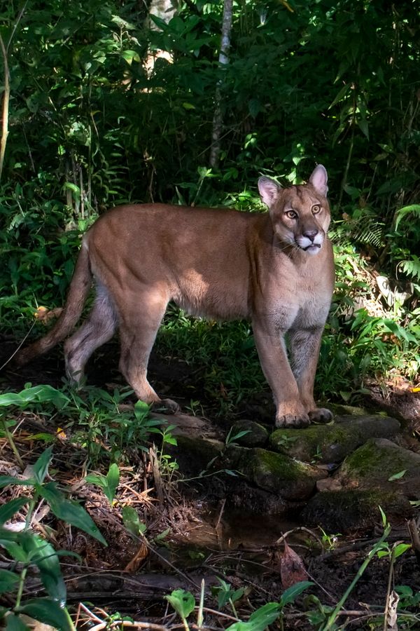 Água, plantas e animais: riquezas naturais do Corredor Ecológico entre o Parque de Pedra Azul ao Parque de Forno Grande por Leonardo Merçon